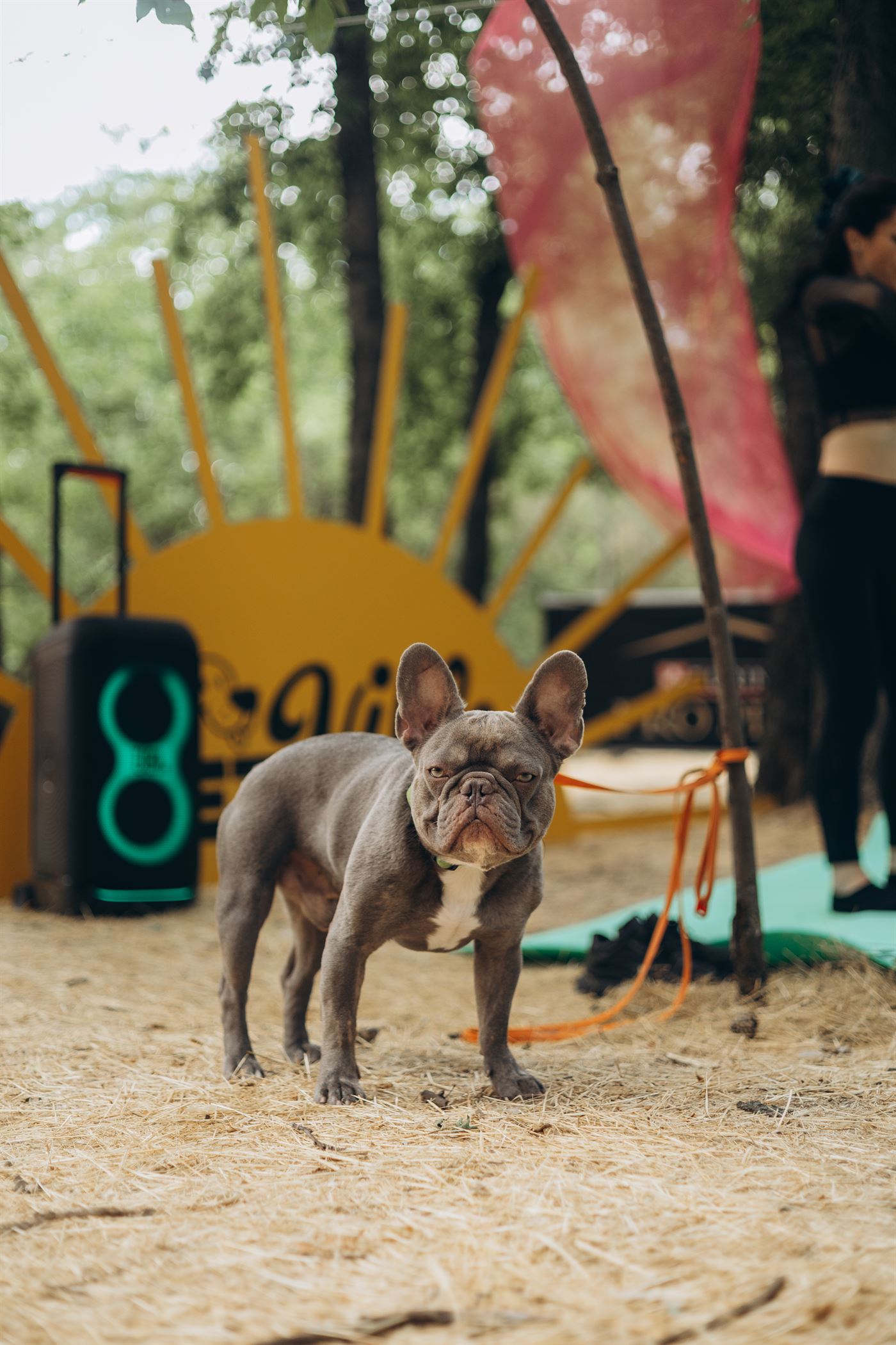 PetVille Fest Одеса