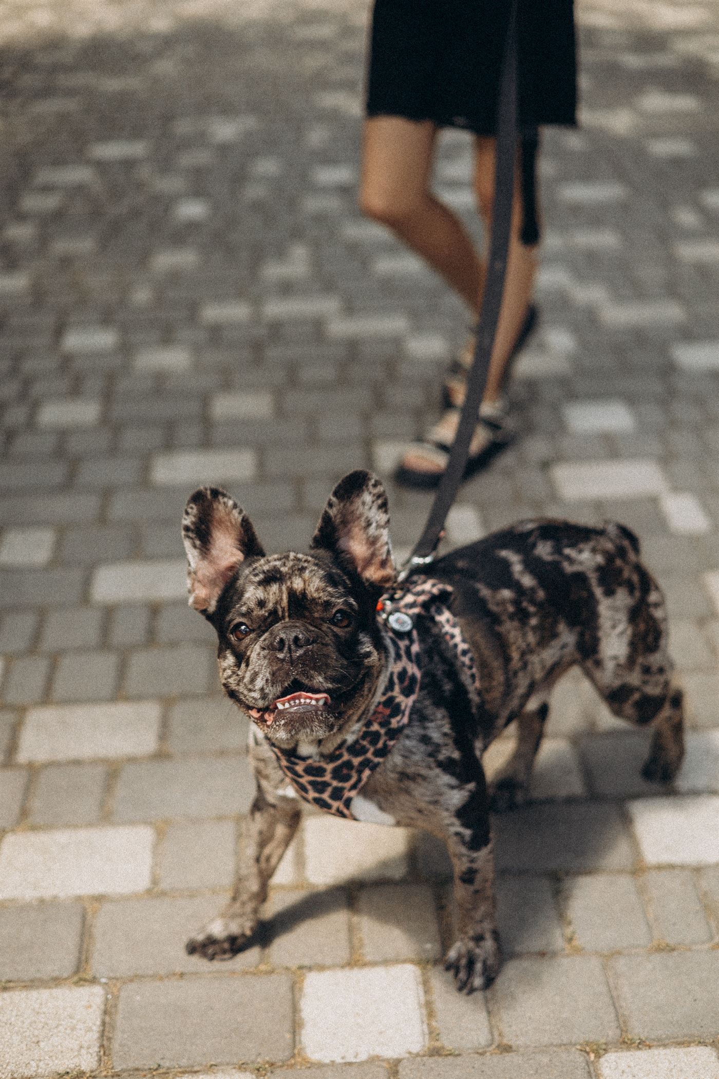 PetVille Fest Одеса