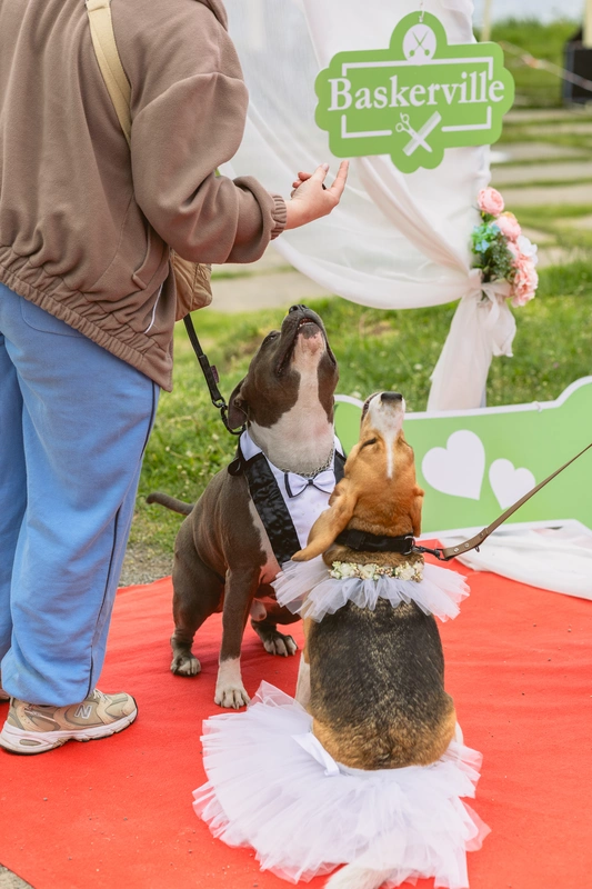Весілля улюбленців на PetVille Fest